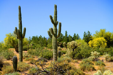 Old Saguaro Cactus Sonora desert Arizona