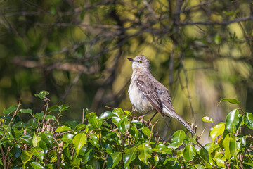 Mockingbird