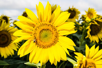 Fototapeta premium Sunflower closeup on sky background