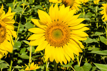 Obraz premium Sunflower in the green field macro photography