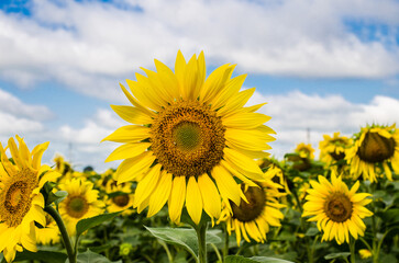 Sunflower in field with blue sky stock photo