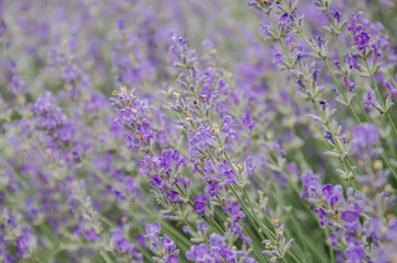 Fototapeta premium Lavender field with blooming flowers stock photo