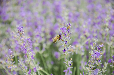 Bee on lavender flower in the field closeup stock macro photo