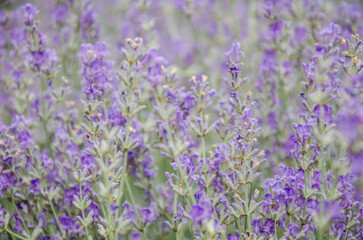 Obraz premium Beautiful lavander field closeup photo