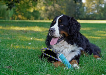 Bernese Mountain Dog in the park. He has a toy and is lying on the grass 
