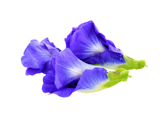 butterfly pea flower transparent png