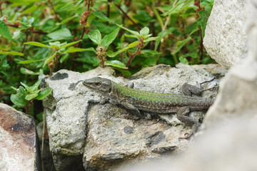 A lizard on a stone wall in Syracuse, Italy