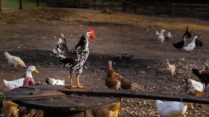 Exchequer leghorn Rooster standing.