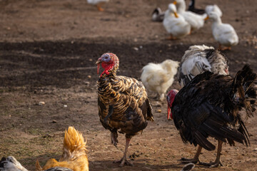 Broad Breasted Bronze Turkey.
