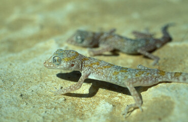 AFRICA EGYPT SAHARA FARAFRA WHITE DESERT