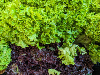 Leaf lettuce green and purple close-up.