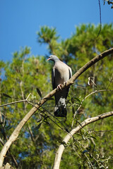 Common wood pigeon, Sicily, Europe