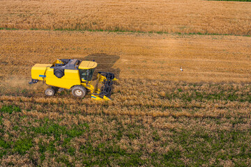 Fototapeta premium Combine harvesters working in wheat field