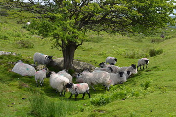 Sheep under the shade of a tree in Dartmoor National Park, Devon, England