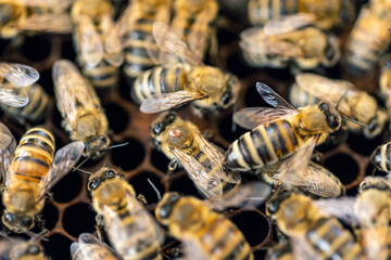 Hardworking bees on honeycomb