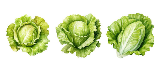 Fototapeta premium cooking lettuce watercolor