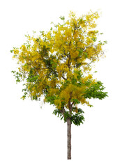 The Cassia fistula tree or Golden shower National tree of Thailand and isolated on white background. - obrazy, fototapety, plakaty