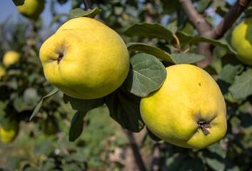 Organic fresh Quince tree, Izmir / Turkey