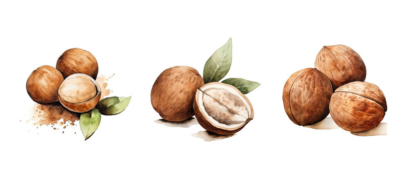 nutmeg nutmeg watercolor