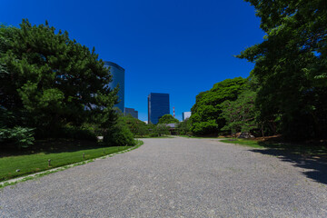 summer sky and urban garden