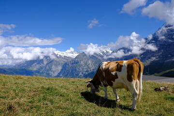 Fototapeta na wymiar Cow and Alps
