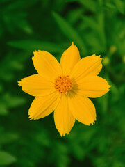 Yellow cosmos flower on green background. (Cosmos Bipinnatus)