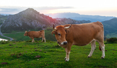 Fototapeta na wymiar Mountain cow sits on a lawn in a national park among the mountains at sunset