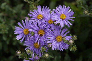 Obraz premium Aster amellus, the European Michaelmas daisy, is a perennial herbaceous plant in the genus Aster of the family Asteraceae.