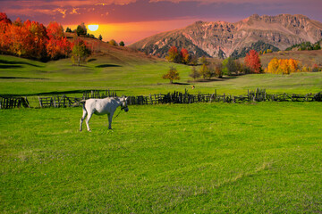 White horse on green grass in autumn. White horse grazing in the meadow at sunset. Sunset with...
