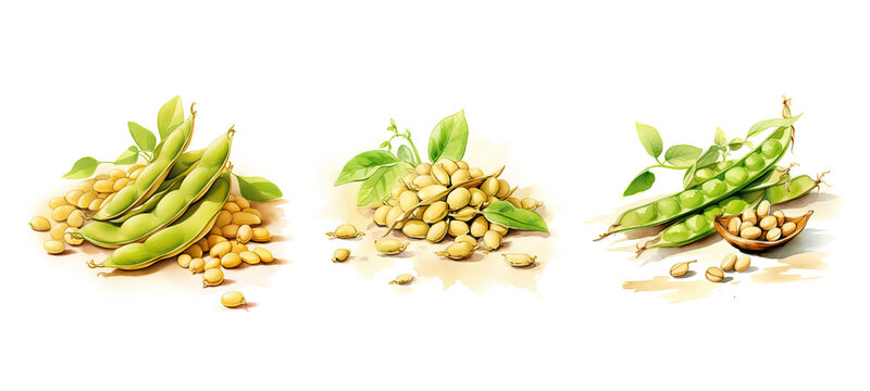 bean soya watercolor