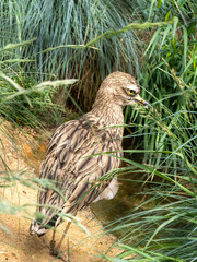 European Thick-knee, Burhinus o. oedicnemus, foraging in thick grass