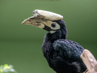 The very rare Palawan hornbill, Anthracoceros marchei, lives only on a small island in the Philippines - 632198071