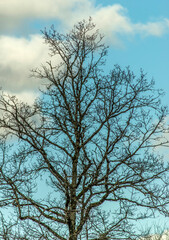 Arbre en tenue hivernale à Drom, Ain, France