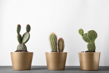 Different cacti in pots on gray wooden table