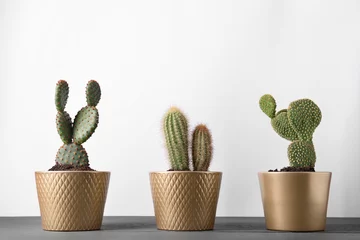 Deurstickers Cactus in pot Different cacti in pots on gray wooden table