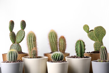 Different cacti in pots on white background