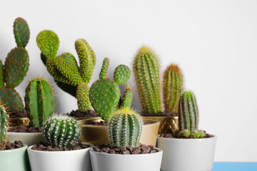 Many different beautiful cacti near white wall