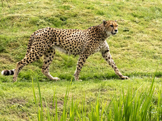 Cheetah Acinonyx jubatus, running on green grass and observing the surroundings