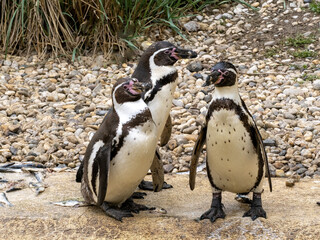 Fototapeta premium A small group of Humboldt penguins, Spheniscus humboldti, stands on the shore
