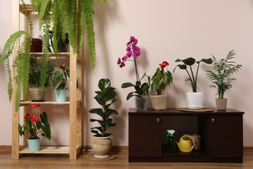 Beautiful houseplants in pots indoors. House decor