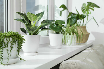 Many beautiful potted houseplants growing on windowsill indoors