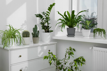 Many beautiful potted houseplants growing near window indoors