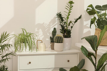 Many beautiful potted houseplants growing near white wall indoors