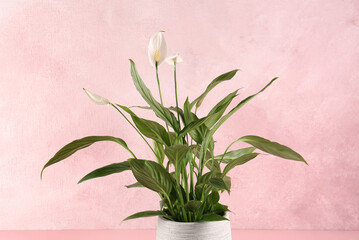 Blooming spathiphyllum in pot on pink background. Beautiful houseplant