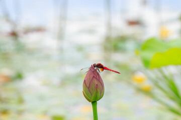 ハスの花にとまるトンボと明るいボケ背景 © Nobby Iwata