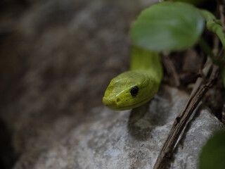 Green mamba, Dendroaspis angusticeps intermedius, peeking out from the thicket