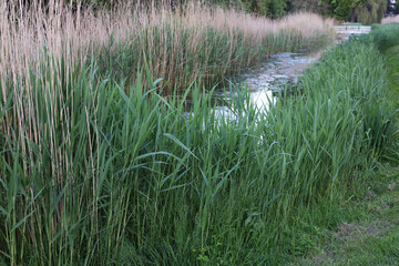 Fototapeta na wymiar View of green reeds growing near channel outdoors