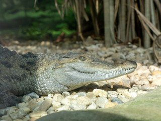 Portrait of a rare Philippine crocodile, Crocodylus mindorensis, lying on the shore
