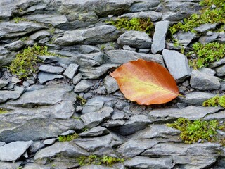 Abstract image of a leaf on crushed stone