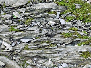 Gray grit- or slate-path with moss